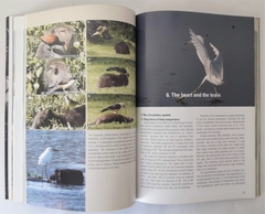 Image of BIRDS OF THE PAMPA (Edic. en Inglés)