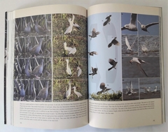 BIRDS OF THE PAMPA (Edic. en Inglés) en internet