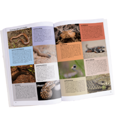 Snakes of Argentina - Complete Guide - comprar online