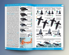 Libro: Aves del Atlántico Sudoccidental y Antártida - tienda online