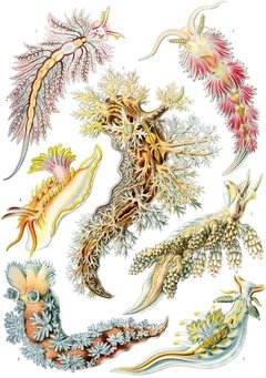 Láminas- Ilustraciones Científicas de Ernst Haeckel x 28 Unidades on internet
