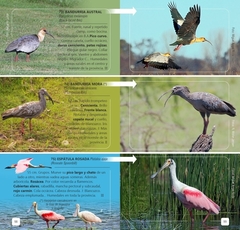 AVES DE LA PROVINCIA DE BUENOS AIRES on internet