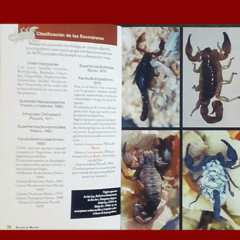 Aracnoidismo, Arañas y Escorpiones de Importancia Médica en Argentina - La Biblioteca del Naturalista