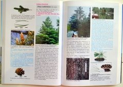 Árboles en la Patagonia / Trees in Patagonia - tienda online