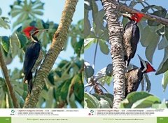 Image of AVES DE IGUAZÚ