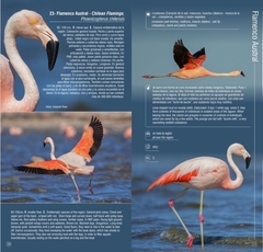 Aves del Mar de Ansenuza - Guía de Campo Bilingüe - comprar online
