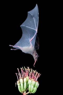 Handbook of the Mammals of the World – Volume 9 Bats (IDIOMA INGLÉS) en internet