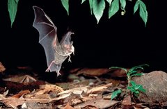 Imagen de Handbook of the Mammals of the World – Volume 9 Bats (IDIOMA INGLÉS)