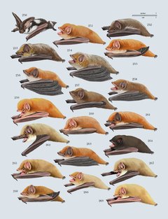 Handbook of the Mammals of the World – Volume 9 Bats (IDIOMA INGLÉS) - comprar online
