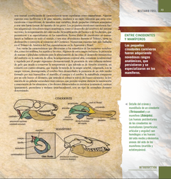 Sudamérica Prehistórica: Bestiario Fósil en internet