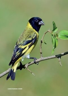 Libro: Aves Argentinas 30 especies emblemáticas de nuestro país - comprar online