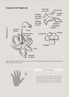 PLANTAS CARNÍVORAS DE ARGENTINA