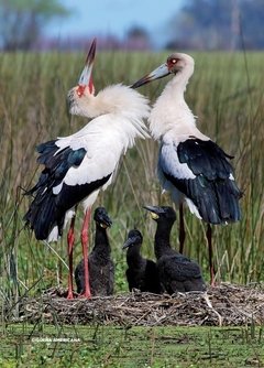 Libro: Aves Argentinas 30 especies emblemáticas de nuestro país - La Biblioteca del Naturalista