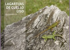 REPTILES EN CHILE