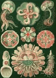 Láminas- Ilustraciones Científicas de Ernst Haeckel x 28 Unidades - online store