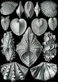 Imagen de Láminas- Ilustraciones Científicas de Ernst Haeckel x 28 Unidades