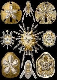 Láminas- Ilustraciones Científicas de Ernst Haeckel x 28 Unidades - La Biblioteca del Naturalista