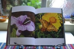 Misiones - Mariposas - La Biblioteca del Naturalista