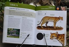 Libro: Felinos Salvajes del Mundo en internet