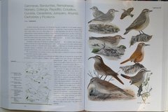 Manual Ilustrado Aves De la Patagonia – KOVACS on internet