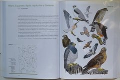 Manual Ilustrado Aves De la Patagonia – KOVACS - buy online