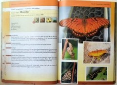 Mariposas Serranas de Argentina Central. Tomo 2 en internet