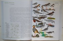 Manual Ilustrado Aves De la Patagonia – KOVACS en internet