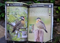 Aves de las Sierras centrales de Argentina en internet