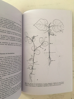 Botánica - Morfología de las plantas superiores - comprar online