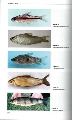 Libro: Peces del Iberá - tienda online