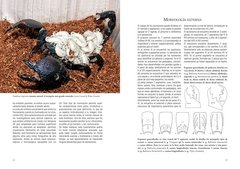 Escorpiones de Argentina - comprar online