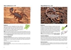 Escorpiones de Argentina - La Biblioteca del Naturalista