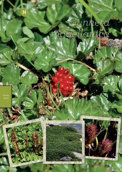 FLORA PATAGONIA - Guía para la Identificación de Plantas y sus hábitats - La Biblioteca del Naturalista