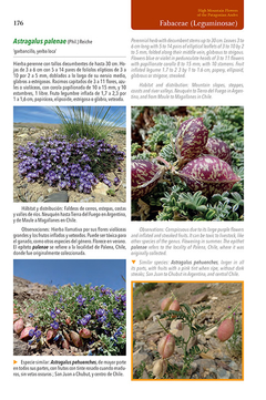 Flores de Alta Montaña de los Andes Patagónicos - buy online