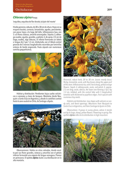 Flores de Alta Montaña de los Andes Patagónicos - La Biblioteca del Naturalista