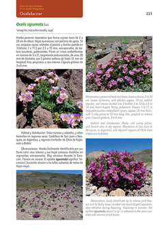 Flores de Alta Montaña de los Andes Patagónicos - online store