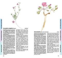 Flores de la estepa patagónica / Flowers of the patagonian steppe en internet