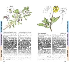 Flores de la estepa patagónica / Flowers of the patagonian steppe on internet