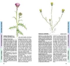 Flores de la estepa patagónica / Flowers of the patagonian steppe - comprar online
