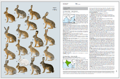 Handbook of the Mammals of the World - Volume 6 on internet