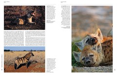 Handbook of the Mammals of the World - Volume 1 Carnivores - online store