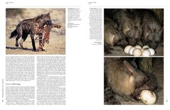 Handbook of the Mammals of the World - Volume 1 Carnivores - comprar online