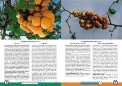 Hongos de los Bosques Andino-Patagónicos - La Biblioteca del Naturalista