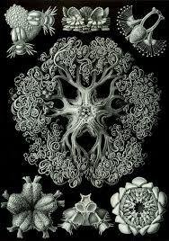 Láminas- Ilustraciones Científicas de Ernst Haeckel x 28 Unidades on internet