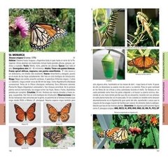 MARIPOSAS de la Ciudad de Buenos Aires y alrededores - online store