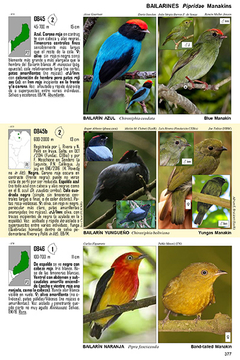 Guía Audiornis de las Aves de Argentina - tienda online