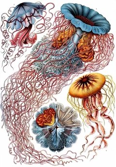 Imagen de Láminas- Ilustraciones Científicas de Ernst Haeckel x 28 Unidades