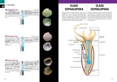 Image of Moluscos Marinos de Argentina Uruguay y Brasil