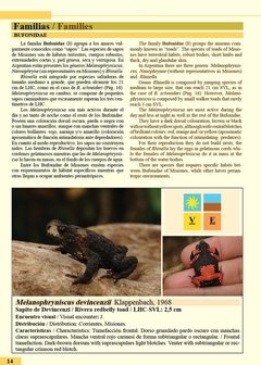 Anfibios y Reptiles de Misiones en internet