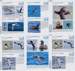 Aves de la provincia de Río Negro - La Biblioteca del Naturalista
